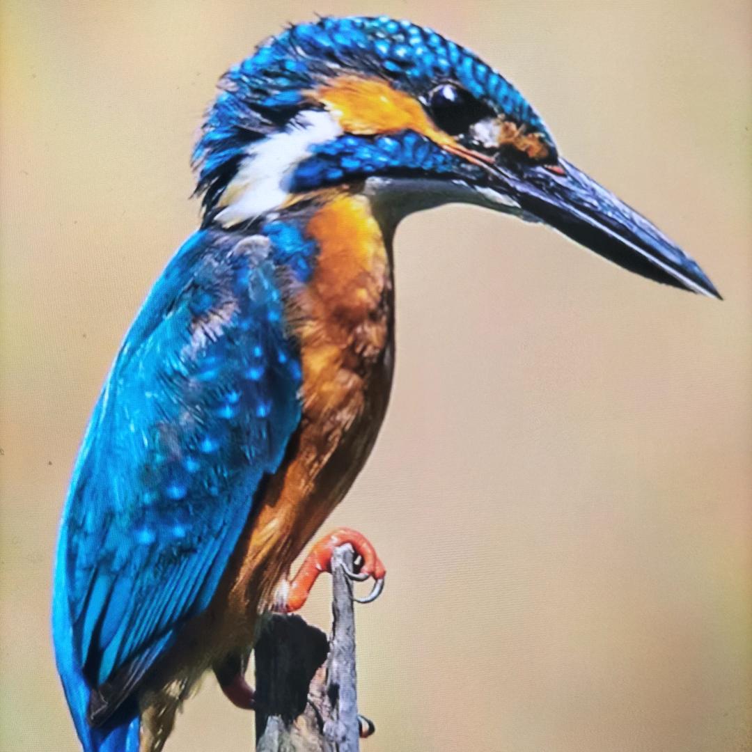 成功