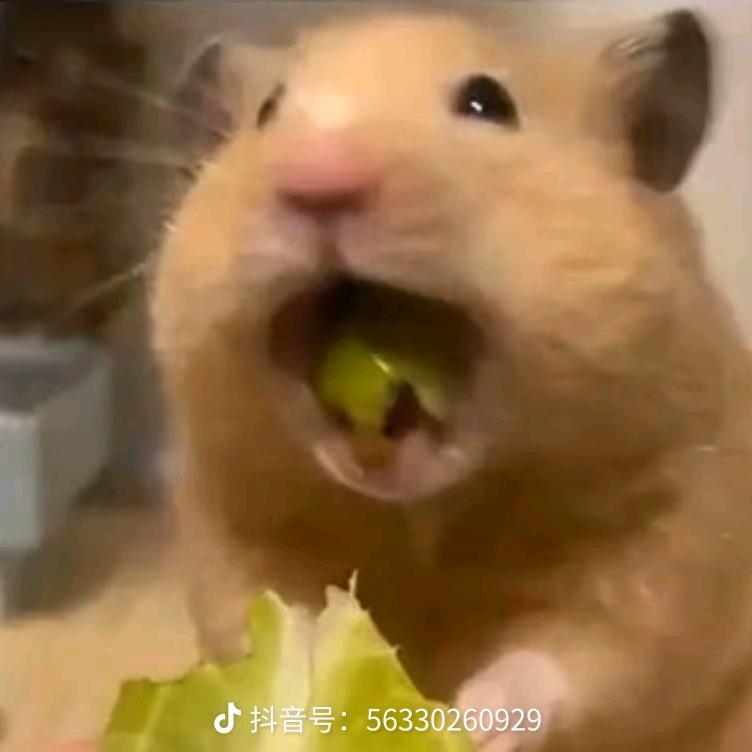 小鱼飞飞
