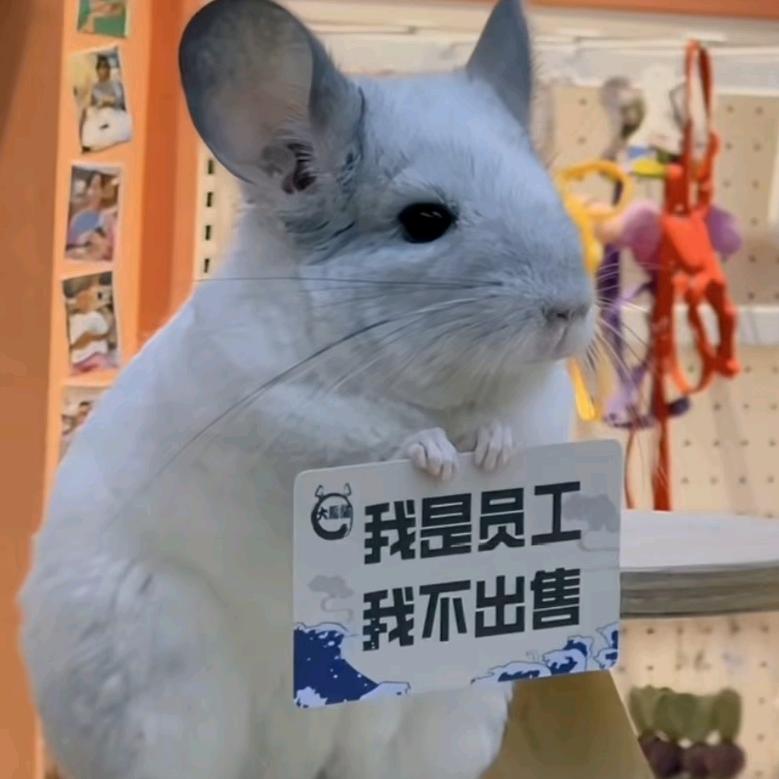奕雪落秋