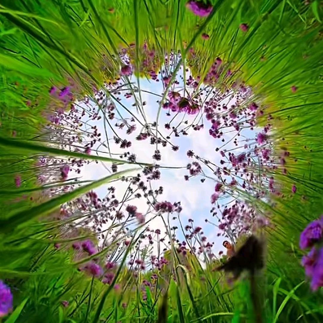 花花世界