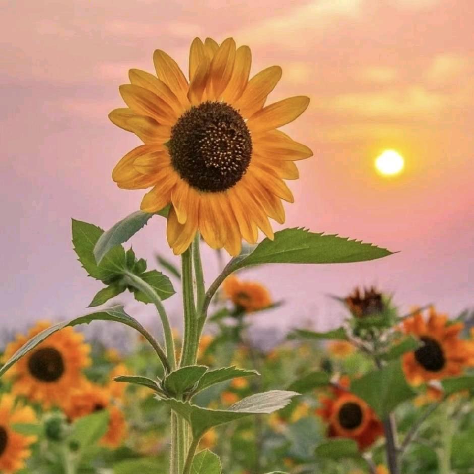 向日葵🌻