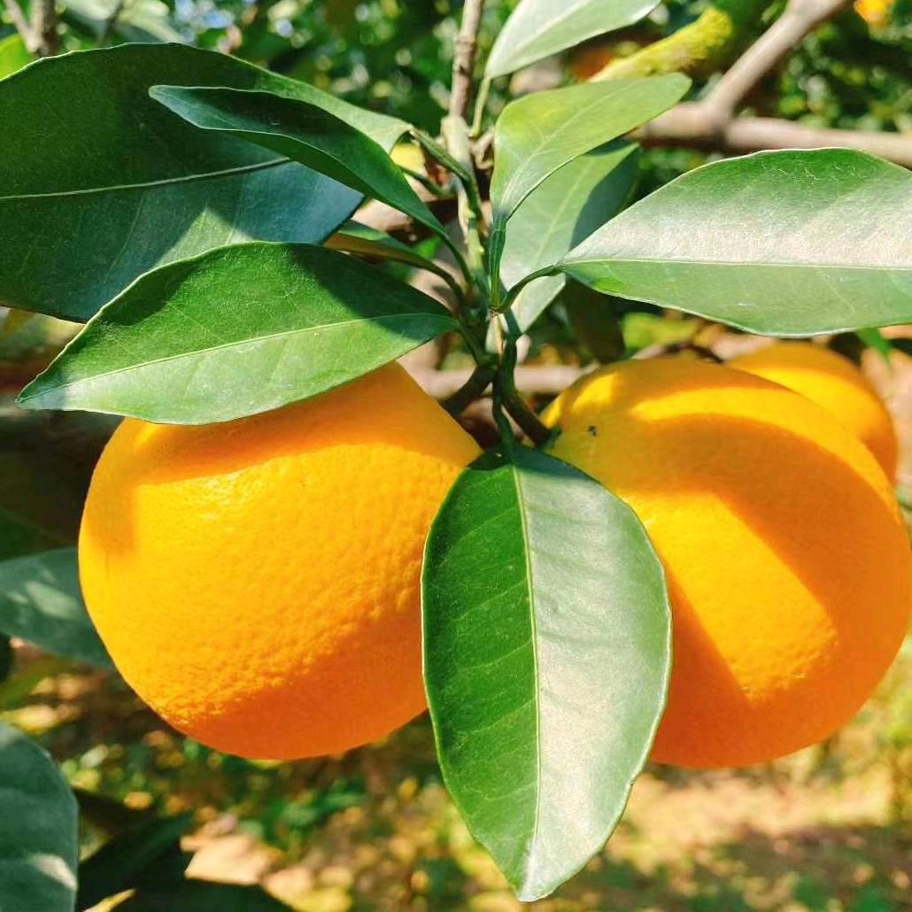 🍊赣南脐橙🍊