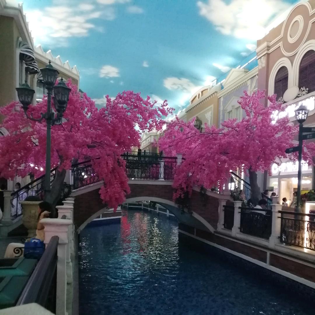 金淼，香水百合