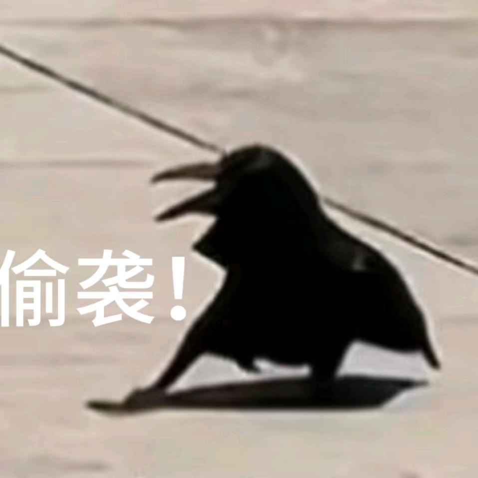 东风橘°