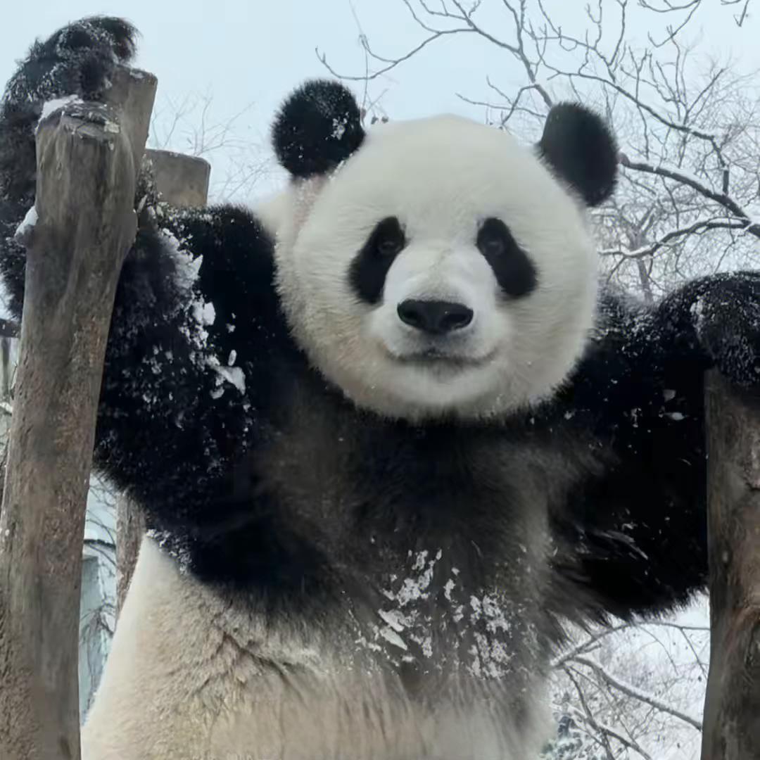 会呼吸的鱼