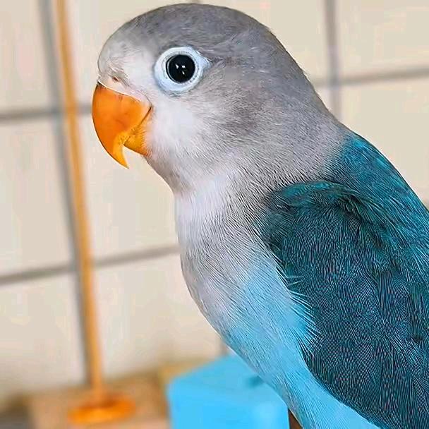 鸟信大叔