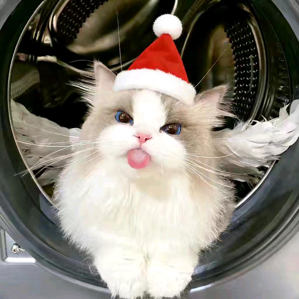 猫猫の