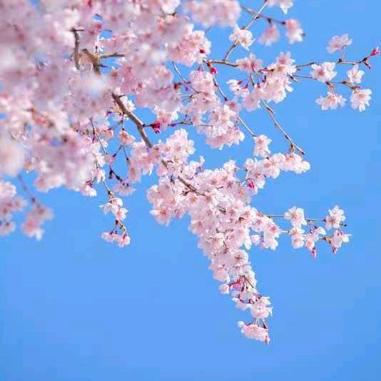 ✨✨清雅如蘭✨✨