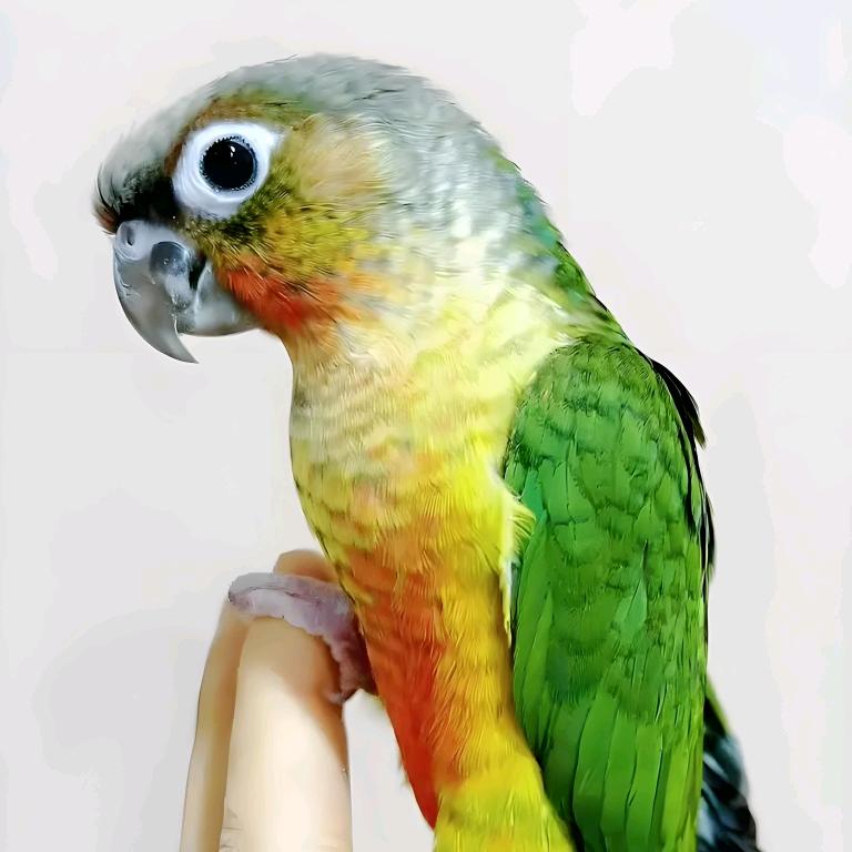 商丘鹦鹉🦜养殖-老王