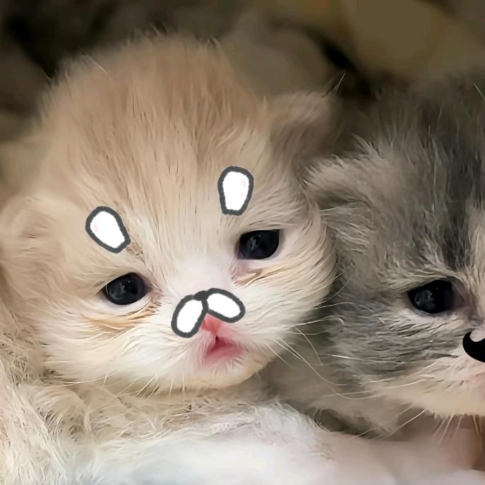 诗诗