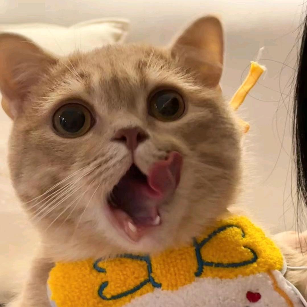 Ծ‸Ծ