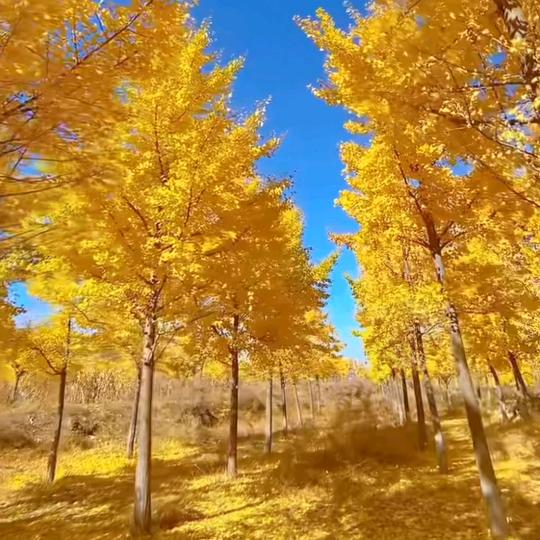 ༺༽何༂必执༃着༼༻