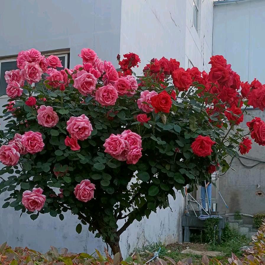 牡丹花