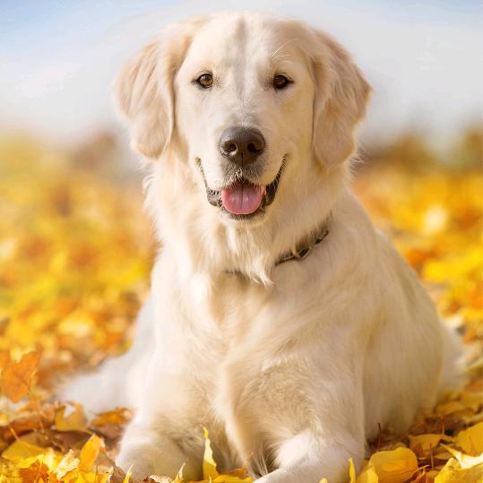 顺稳发电商中心Peter