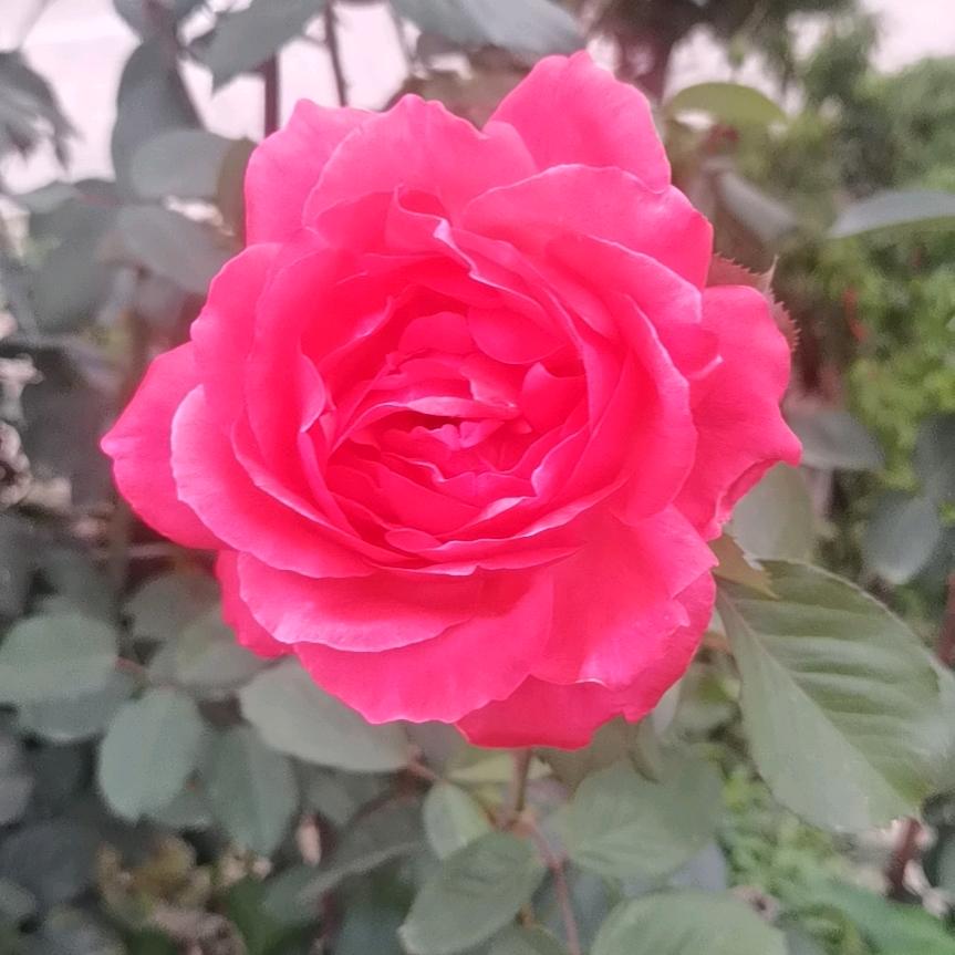 🇹🇷
