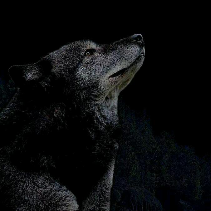 狼🐺一样的男人