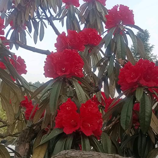 小桃碎念