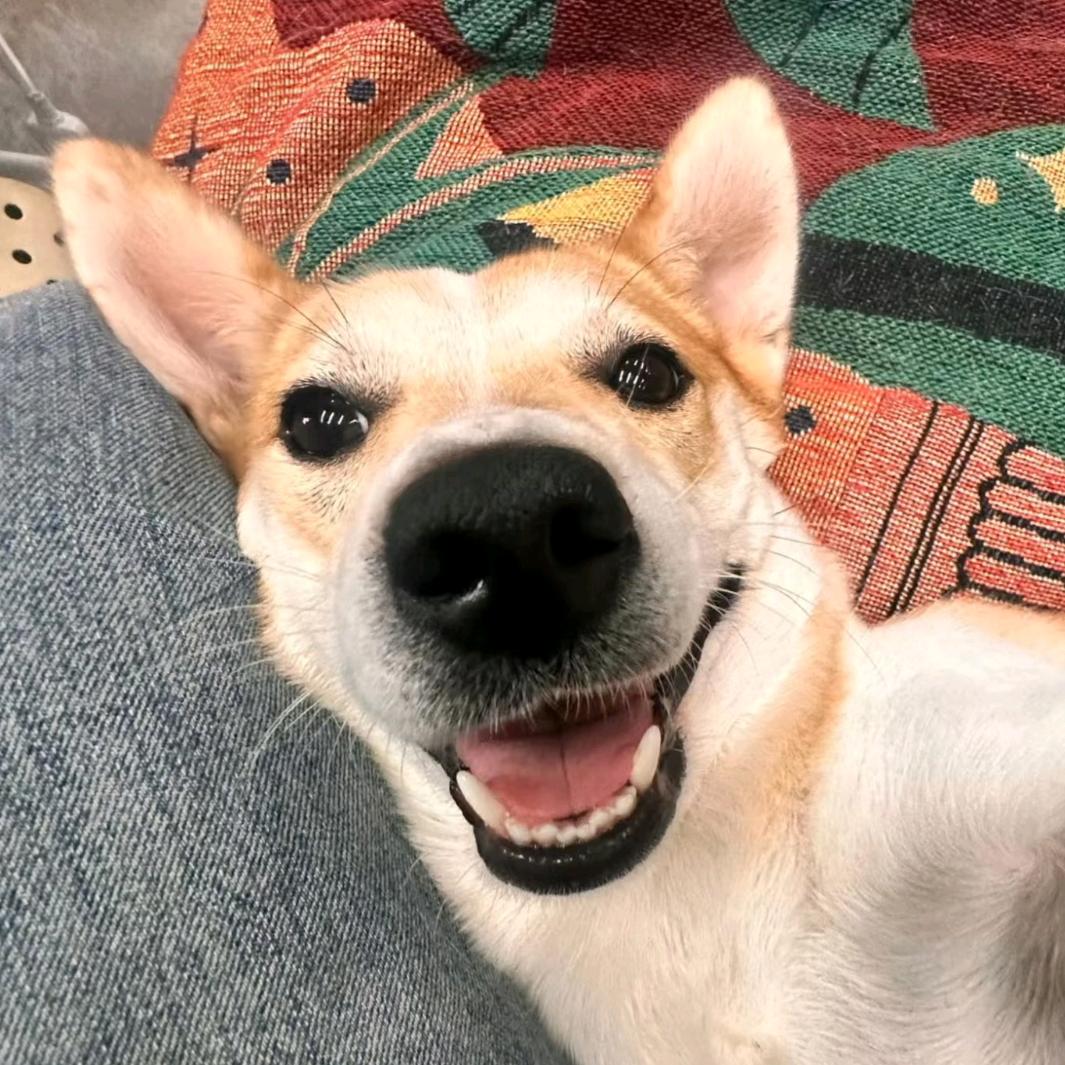 飞走的西兰花🌾