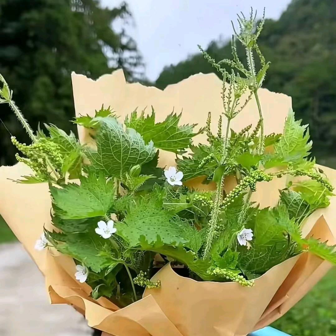 陆家丫头