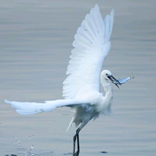 ⁺✞ʚ道家重度依赖ɞ✟₊