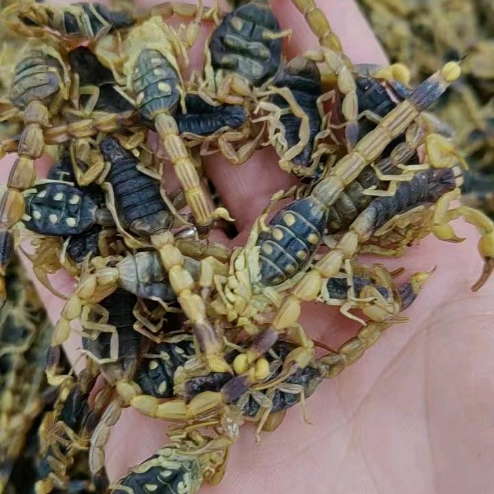 西南的狼