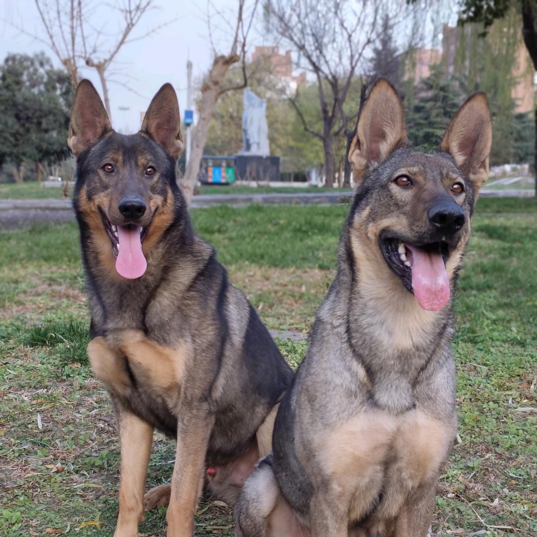 那人 那山 那狗