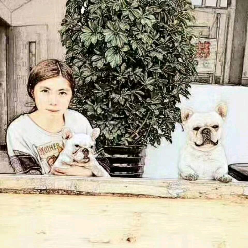 萌萌棉花面纱犬