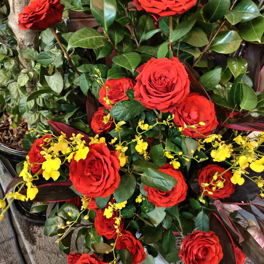 岀水芙蓉