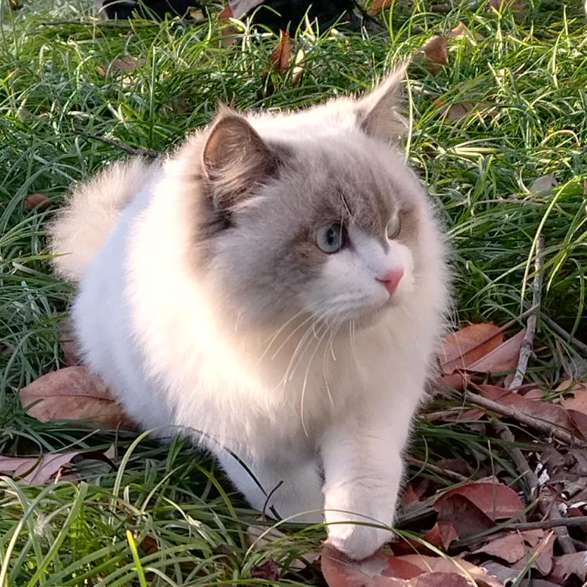 猫咪拉肯
