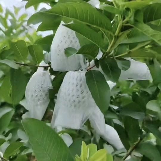 芭乐番石榴果园