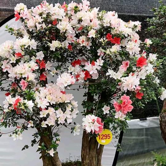 杜鹃流泉枫园艺