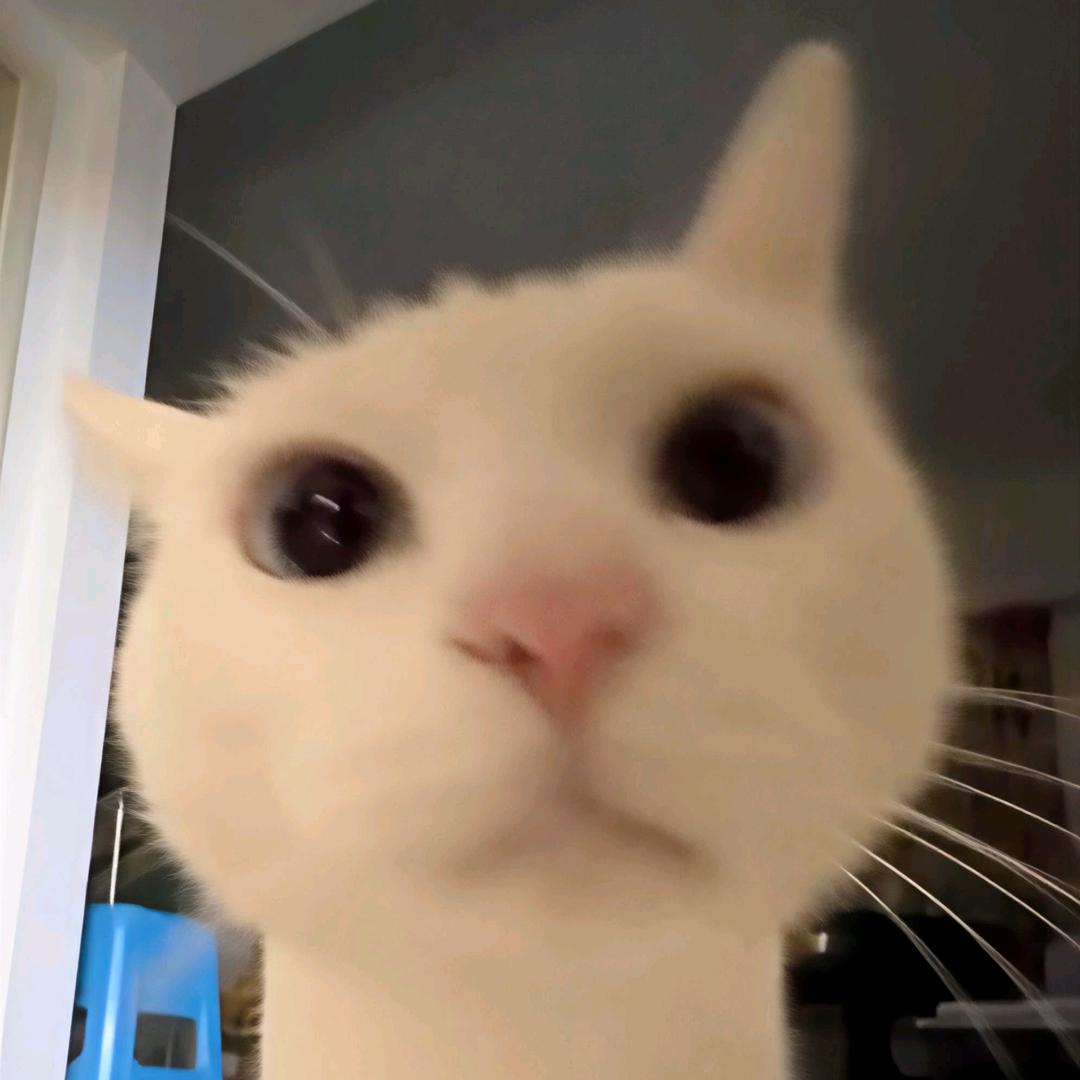 AAA猫姨头像