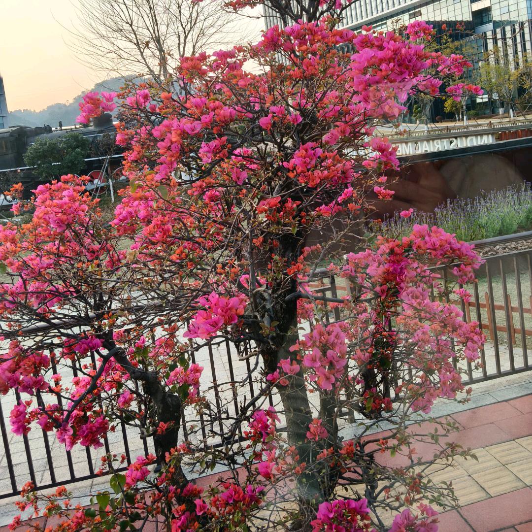 香