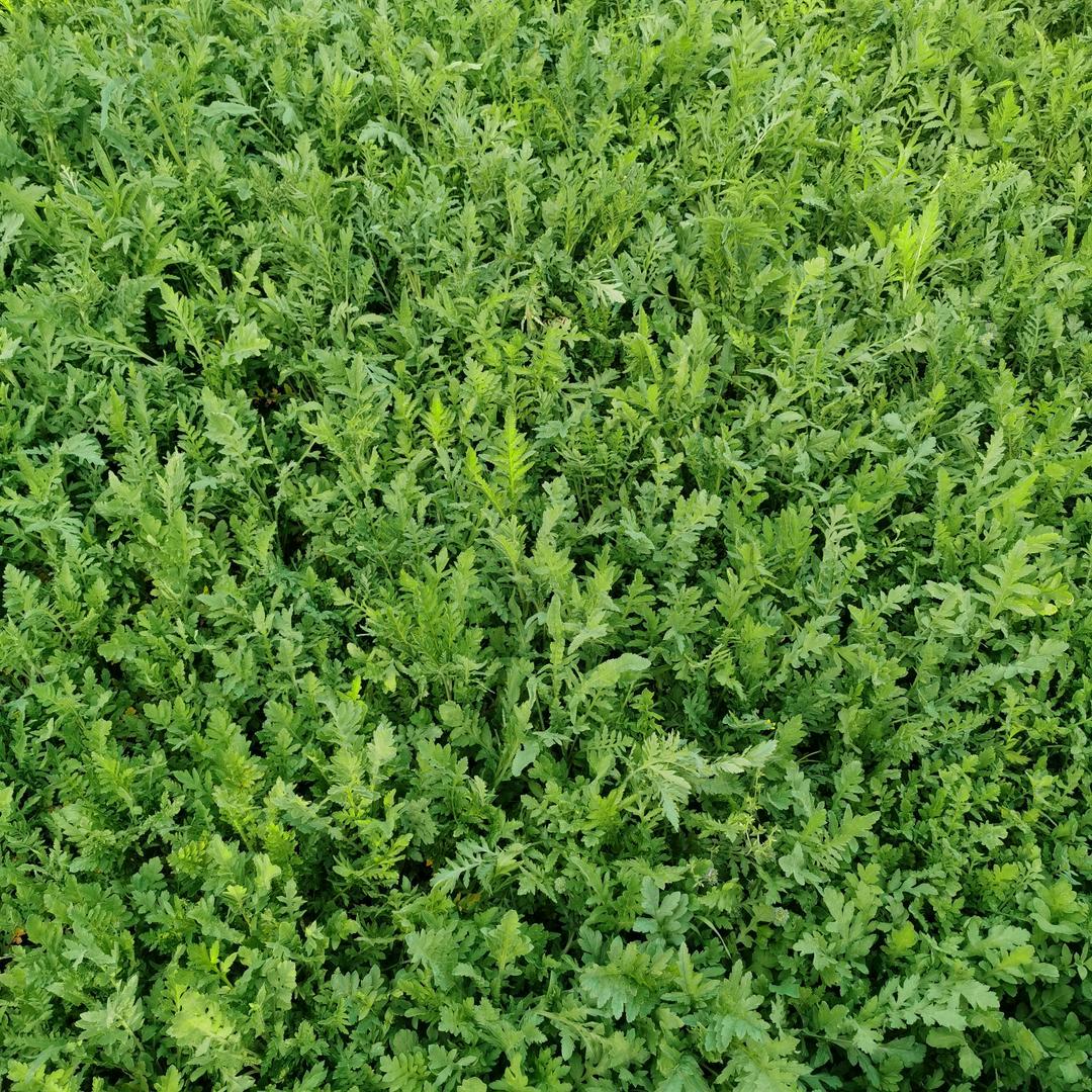 “প꯭ᩚ    晚   风 💫  ༻