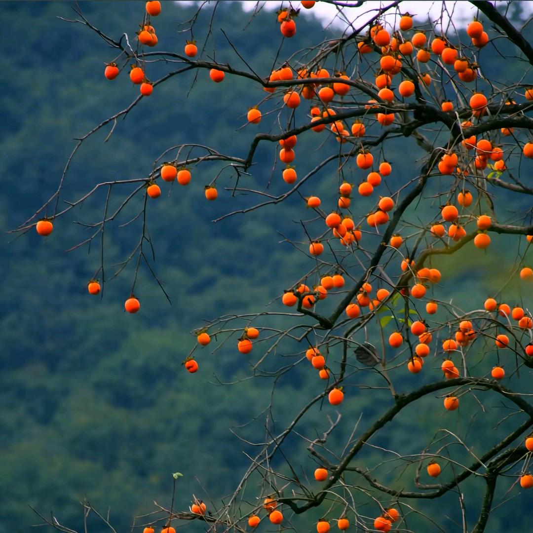 柿子熟了
