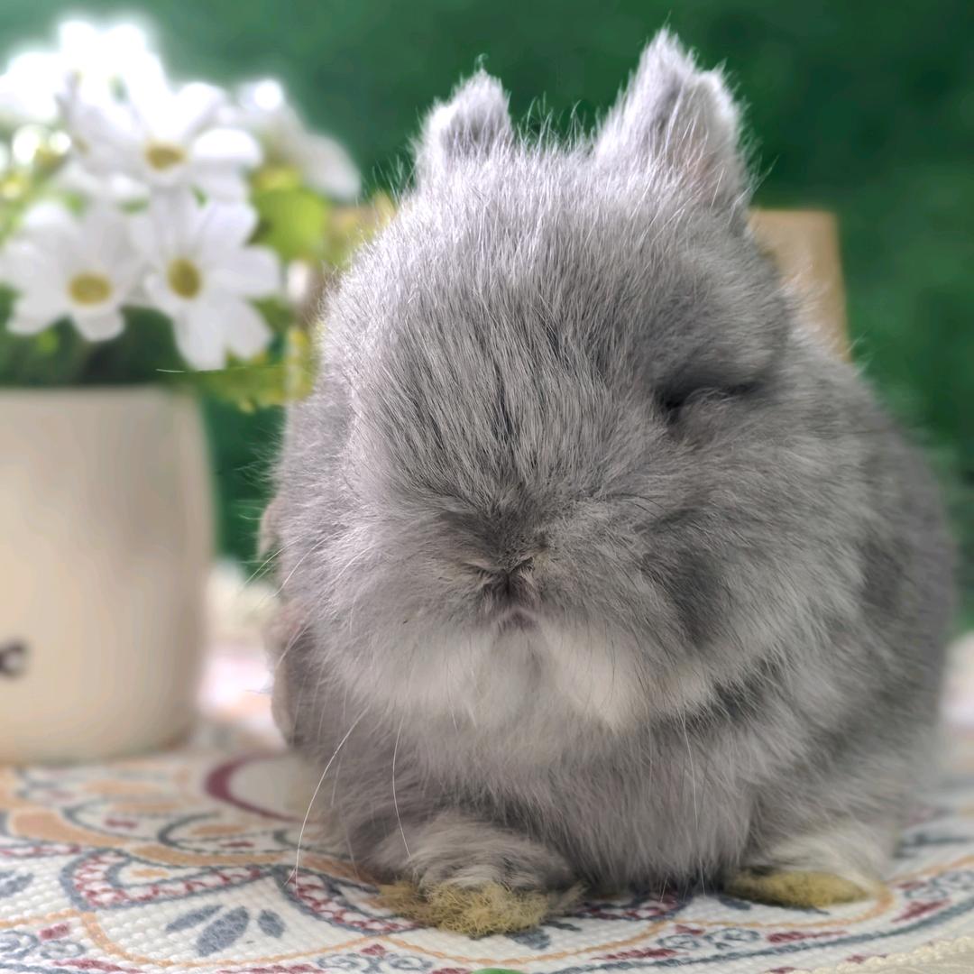 心宠良伴萌兔舍