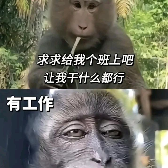 笨兔子