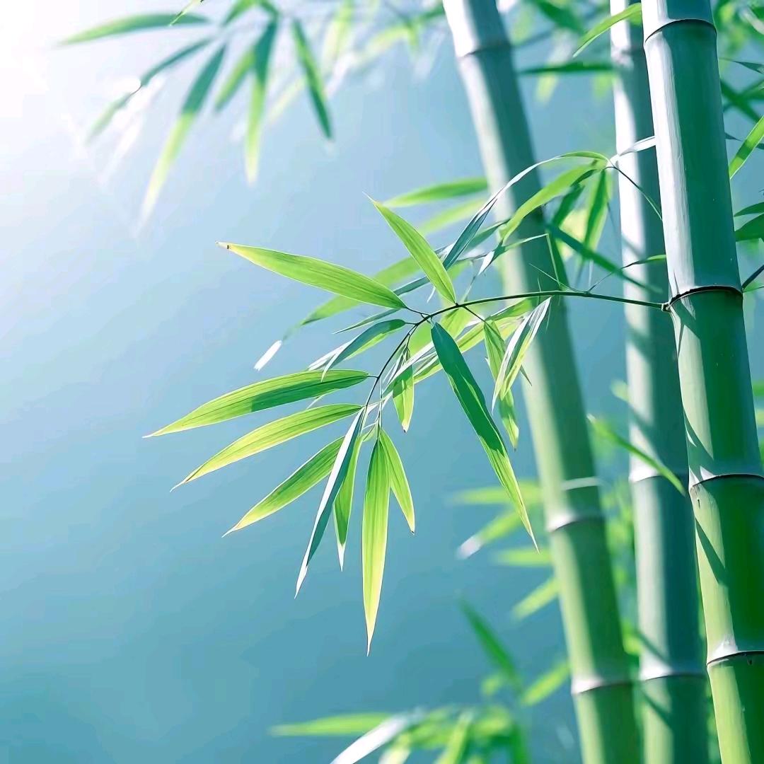 @火凤凰🌸🍒