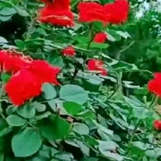 自由自在_170651542