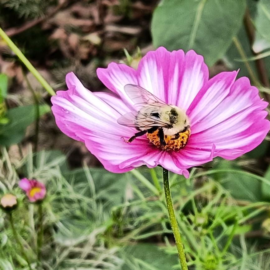 花开富贵i