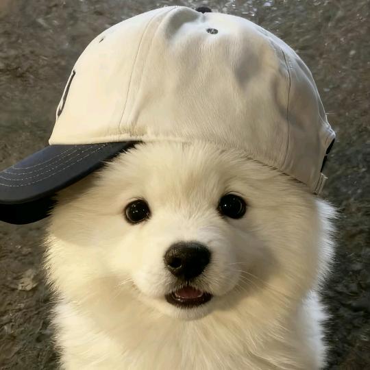 别惹懒大王🐑（姜糖暖阳）