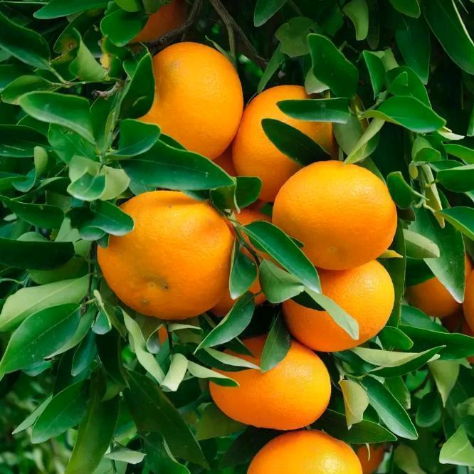 🍐钱🎼晶晶🌚🧡ྀིn?