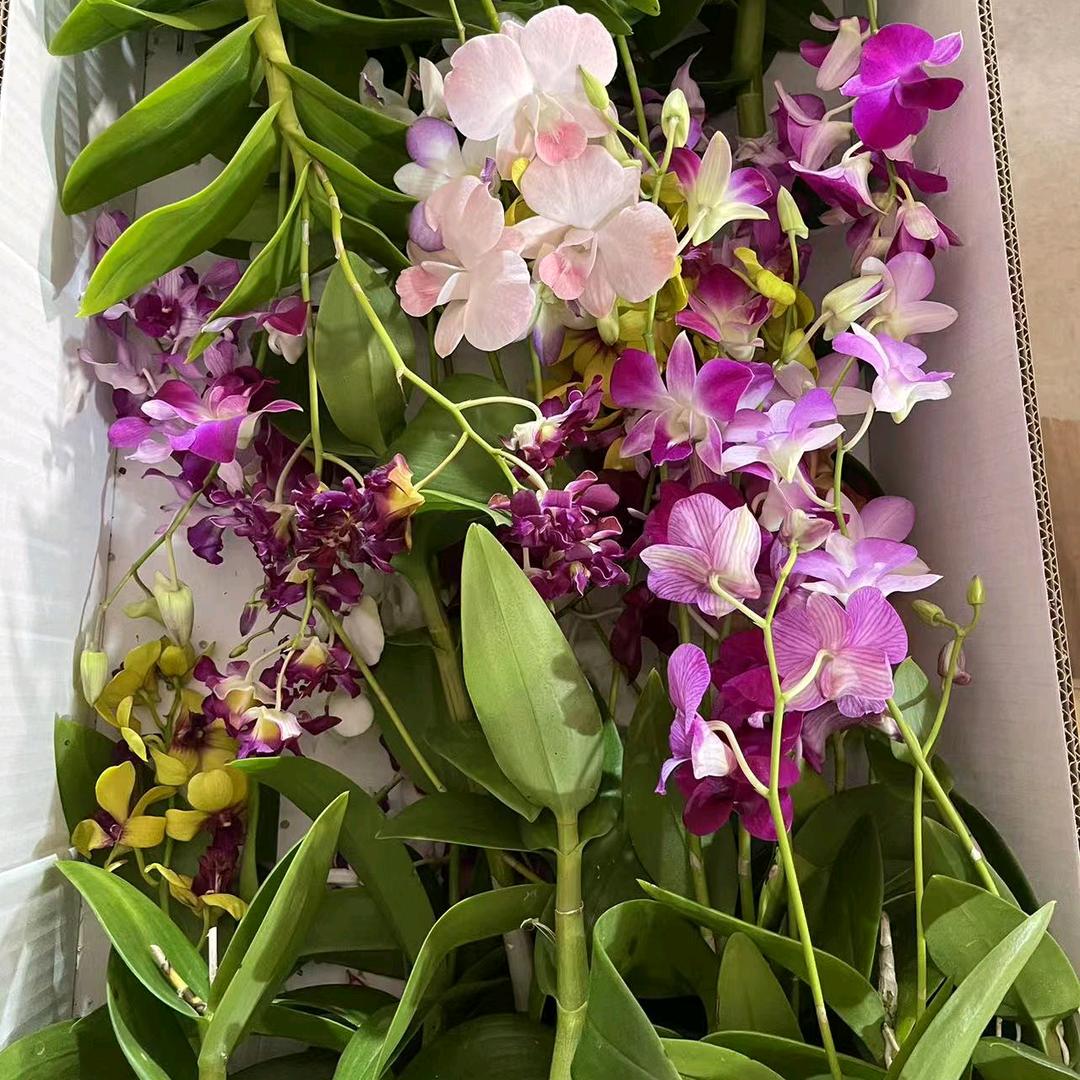 兰花全国各地可批发