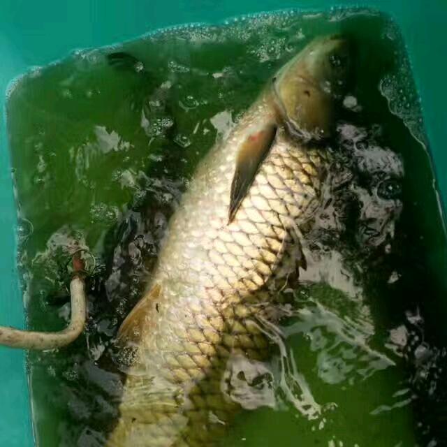 渔者江湖（黄平）