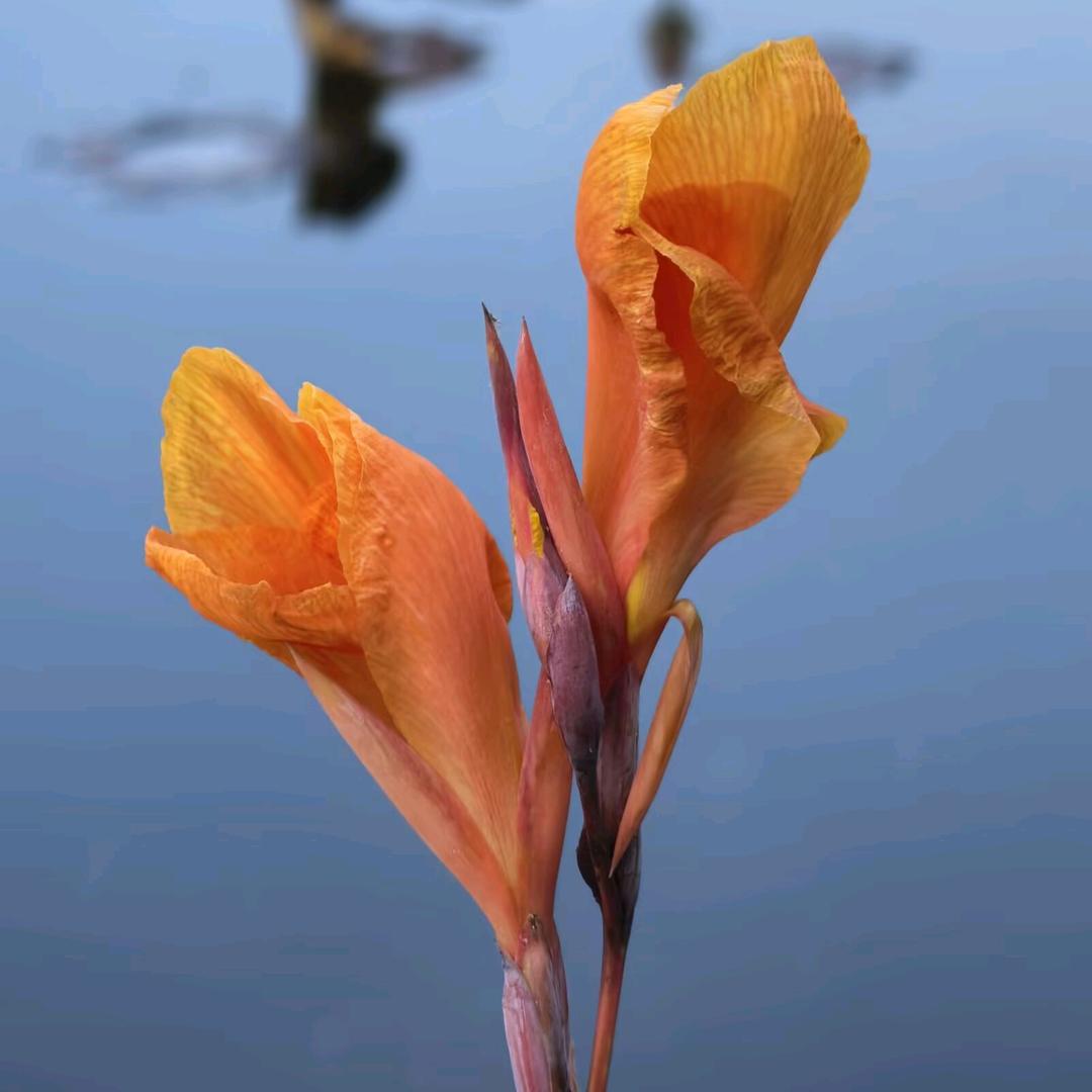 枯树生花