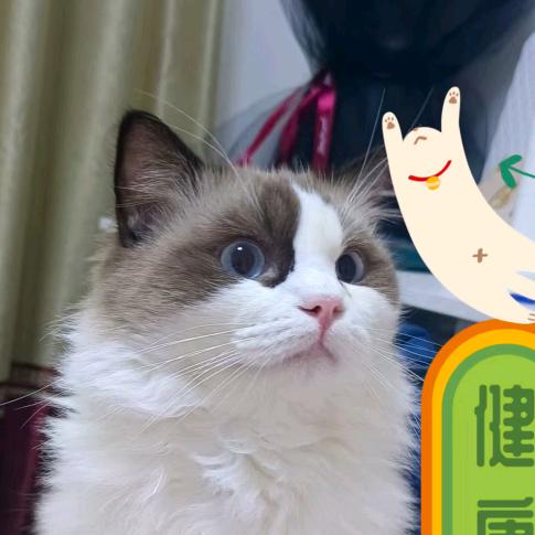小周的生活（减肥餐）