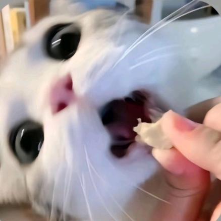 玫瑰.