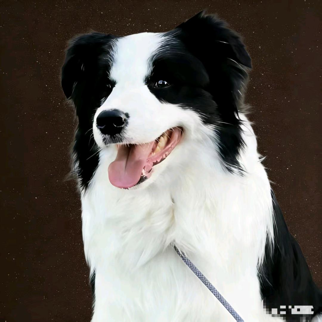 曹县一鸣犬舍
