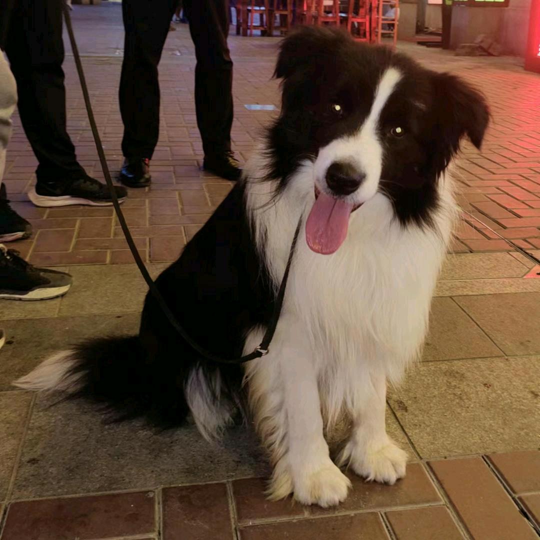 轶霆宠物生活馆