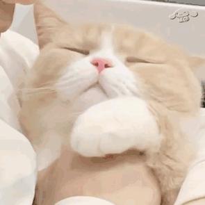 小肥杨